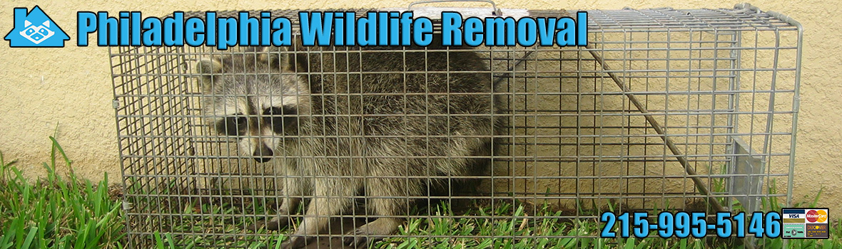 Philadelphia Wildlife and Animal Removal